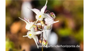 Gartenbaumschule Becker