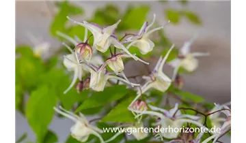 Gartenbaumschule Becker