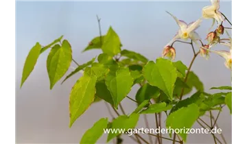 Gartenbaumschule Becker
