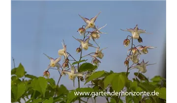 Gartenbaumschule Becker