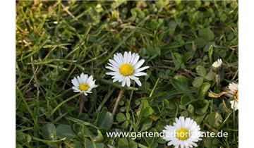 Gartenbaumschule Becker