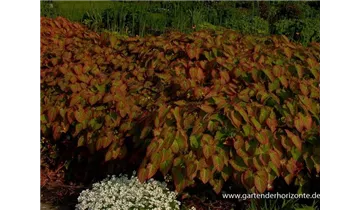 Gartenbaumschule Becker