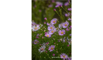 Gartenbaumschule Becker