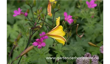Gartenbaumschule Becker