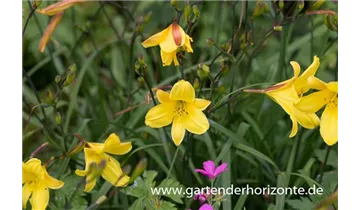 Gartenbaumschule Becker