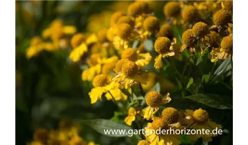 Gartenbaumschule Becker