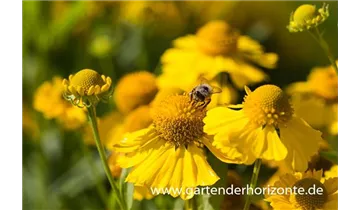 Gartenbaumschule Becker