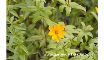 Gartenbaumschule Becker
