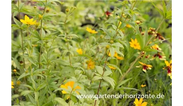 Gartenbaumschule Becker