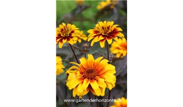 Gartenbaumschule Becker