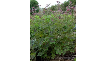 Gartenbaumschule Becker