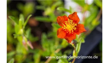 Gartenbaumschule Becker