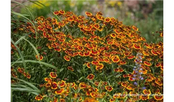 Gartenbaumschule Becker