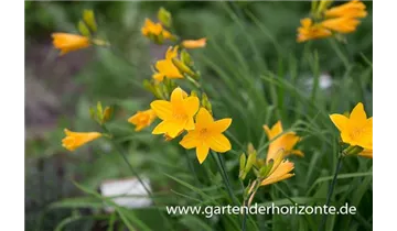 Gartenbaumschule Becker