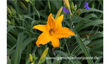 Gartenbaumschule Becker