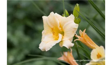 Gartenbaumschule Becker