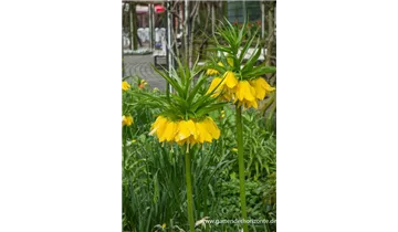 Gartenbaumschule Becker