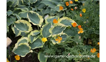 Gartenbaumschule Becker