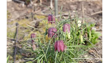 Gartenbaumschule Becker