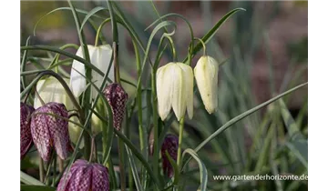 Gartenbaumschule Becker