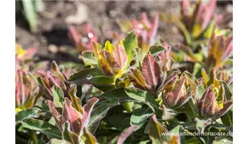 Gartenbaumschule Becker