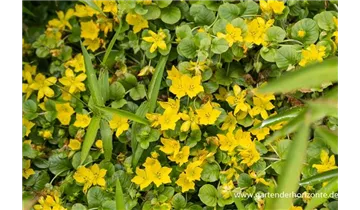 Gartenbaumschule Becker