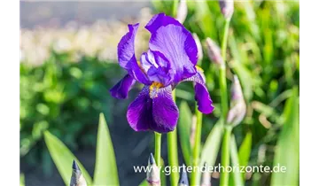 Gartenbaumschule Becker