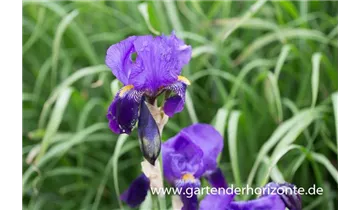 Gartenbaumschule Becker