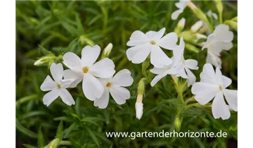 Gartenbaumschule Becker