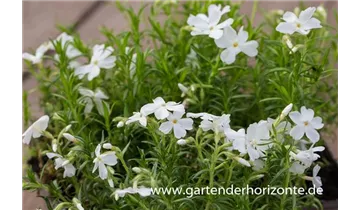 Gartenbaumschule Becker