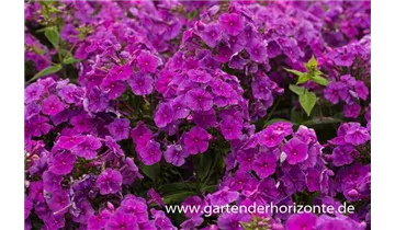 Gartenbaumschule Becker