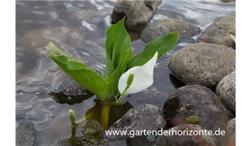 Gartenbaumschule Becker