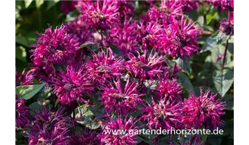 Gartenbaumschule Becker