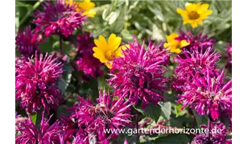 Gartenbaumschule Becker