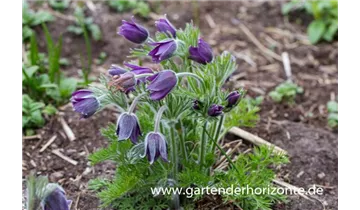 Gartenbaumschule Becker