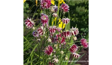 Gartenbaumschule Becker