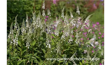 Gartenbaumschule Becker