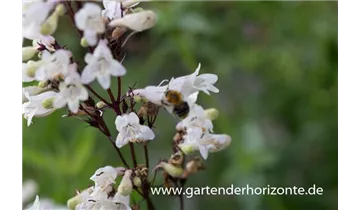 Gartenbaumschule Becker