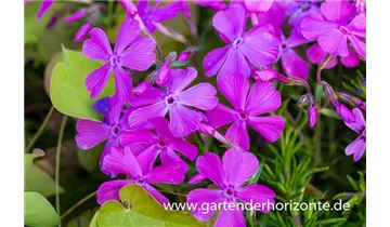 Gartenbaumschule Becker