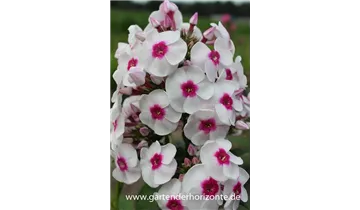 Gartenbaumschule Becker