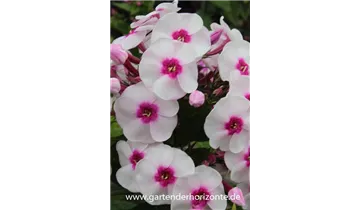 Gartenbaumschule Becker