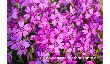 Gartenbaumschule Becker