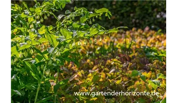 Gartenbaumschule Becker