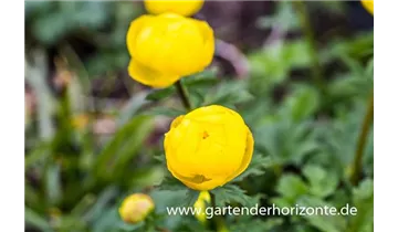 Gartenbaumschule Becker