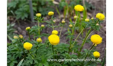 Gartenbaumschule Becker