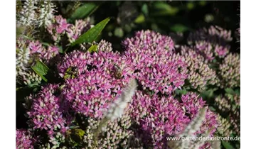 Gartenbaumschule Becker