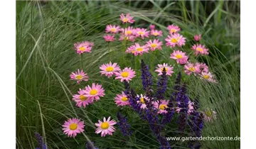 Gartenbaumschule Becker