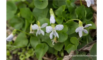 Gartenbaumschule Becker