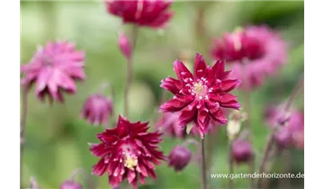 Gartenbaumschule Becker