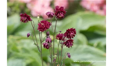 Gartenbaumschule Becker